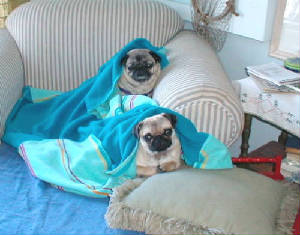 pugstack.JPG